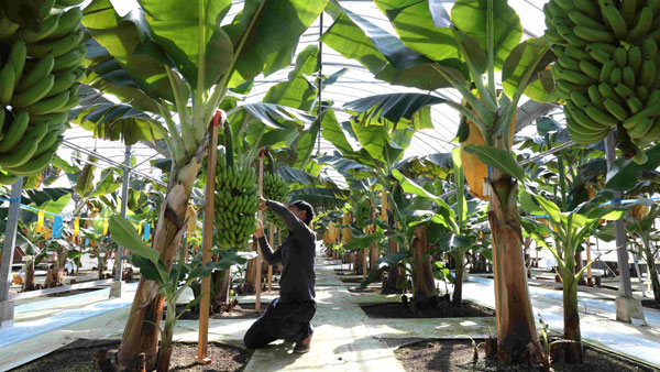 八代特有の気候や土壌を知る地元農家の経験がバナナ栽培に活かされている