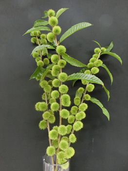 最優秀賞の枝物「七立栗」