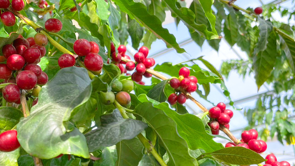 本州で「国産コーヒー」の栽培&収穫に成功　やまこうファーム