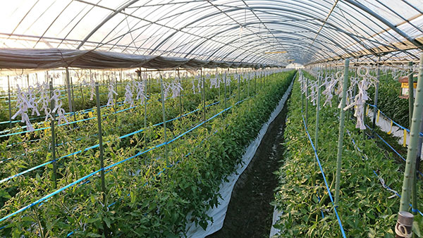 バイオマス発電使った大型植物工場行き詰まり　株式会社サラが民事再生　膨れるコスト、資金調達に課題