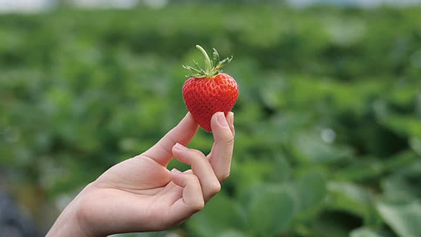 安曇野産いちごの新品種「あまあづみ」