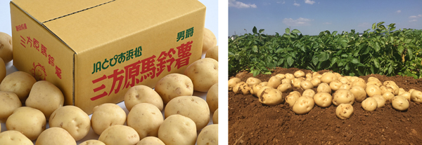 ＪＡとぴあ浜松管内で生産される「三方原馬鈴薯」
