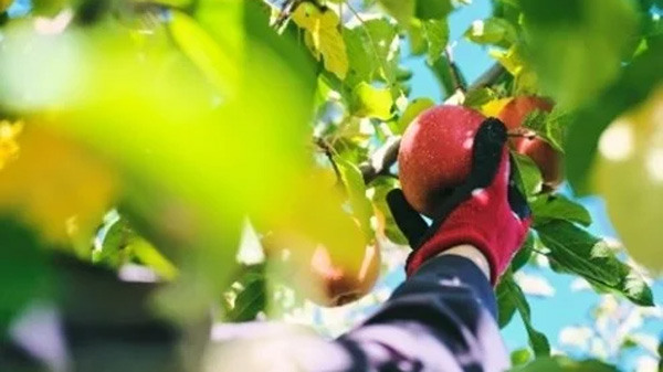 りんご収穫（イメージ）