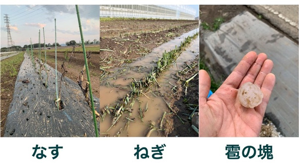 雹による被害