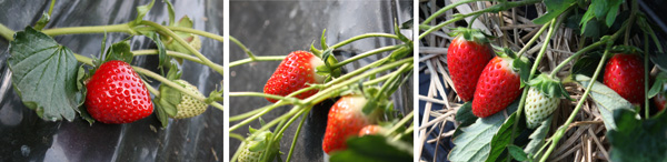 左から、古都華（2011年品種登録）、アスカルビー（2000年品種登録）、ならあかり（2021年品種登録）