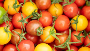 宮崎市の「くす美トマト農園」で生産される「美トマト」