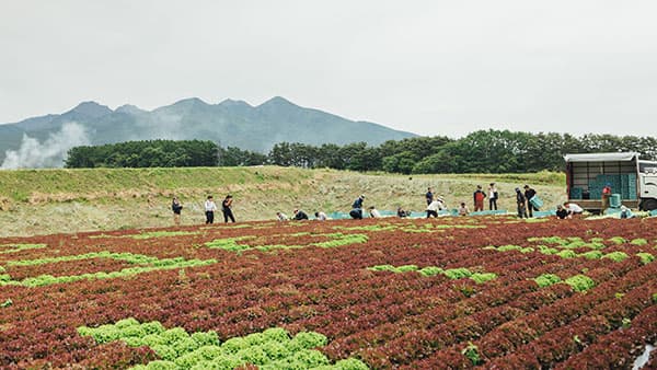 「レタスアート」披露イベントが行われたほ場