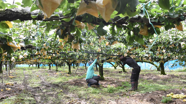 「二十世紀梨」を栽培する鳥取県内の生産者