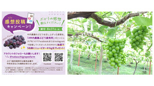 阿波のぶどう農園が「感想投稿キャンペーン」実施中　ニューピオーネをプレゼント_01ｓ.jpg