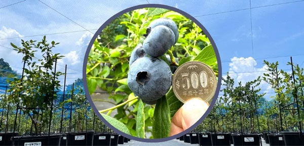 40品種を食べ比べ「ブルーベリー狩り」予約開始　ブルーベリーラボ直方