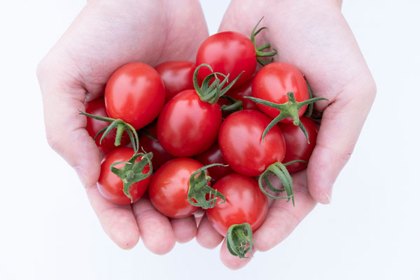見た目より味を追求「ひりょうやさんのトマト」27日から販売　大成農材