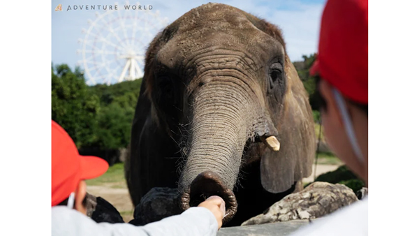 収穫したサツマイモは動物の餌に