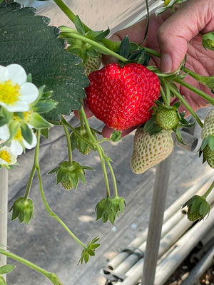 新開発の夏いちご「銀彩紅」