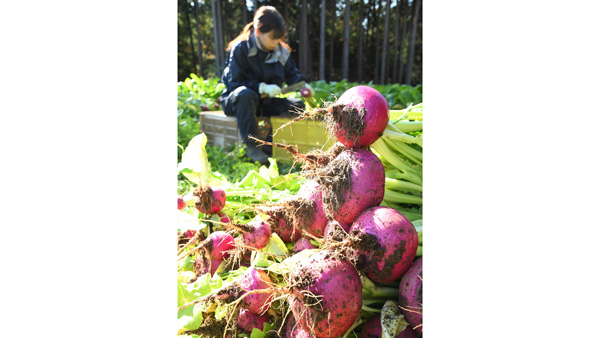収穫最盛期を迎えた飛騨の赤カブ