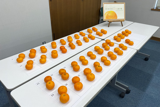 「第5回 全国みかん選手権」にエントリーされたみかん