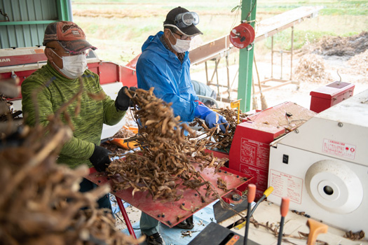 選別作業の様子