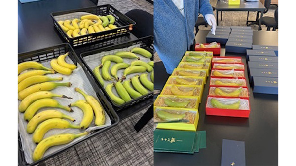 障がい者が丹精して育てた高槻産バナナ（左）と「福バナナ」の箱詰め作業