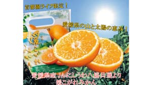 首都圏「ライフ」のみで販売　ＪＡにしうわ八協共選「媛こがれみかん」新発売_01s.jpg