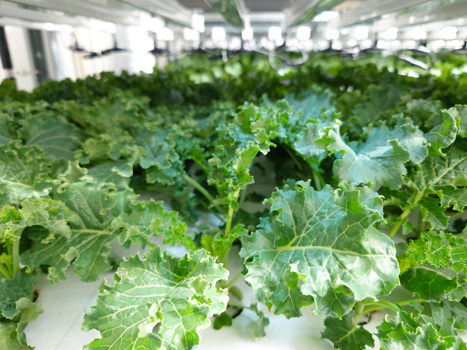 規格外植物工場でのケールの栽培風景