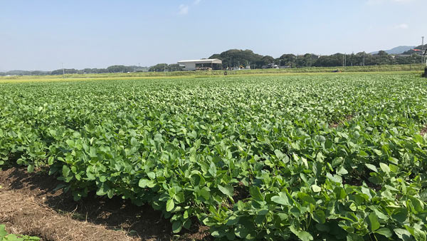 広大な生枝豆畑