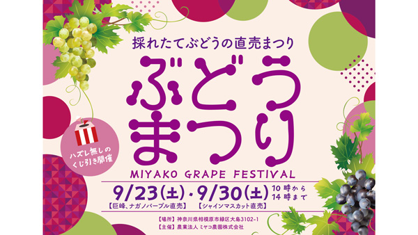 シャインマスカットなど直売「ぶどうまつり」23日と30日に開催　ミヤコ農園