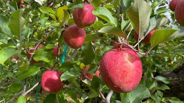季節限定「不揃いりんご」王林を新発売　無印良品