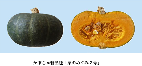 かぼちゃ新品種「栗のめぐみ2号」朝日アグリアと共同で育成　農研機構