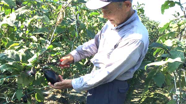 西条市で「絹かわなす」を生産する国田さん