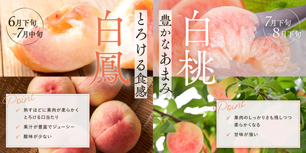 とろける「白鳳」とあまい「白桃」
