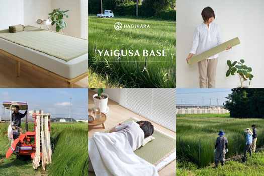 初収穫のい草を商品化　静岡・焼津産い草の「寝ござ」新発売　萩原