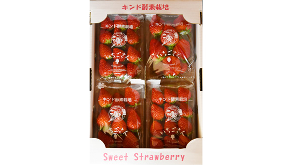 キンド酵素栽培の完熟いちご「いちごさん」