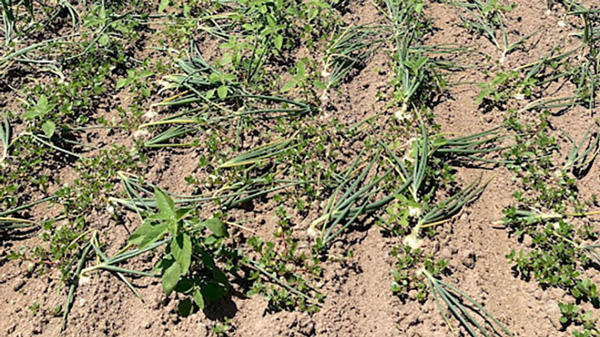 記録的不作干ばつで土がカラカラになり倒れる玉ねぎ