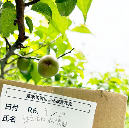 3月に雹で多くの梅が傷ついた