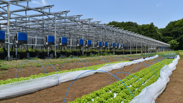ソーラーシェアリングを行う所沢北岩岡太陽光発電所の隣の農園で栽培される「ジャムレタス」