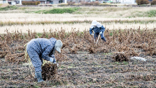 江戸時代から続く独自の伝統的な農法を受け継いで栽培