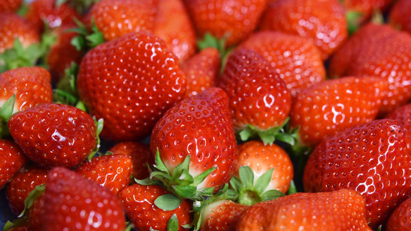 こだわりのキンド酵素栽培による佐賀県の新品種「いちごさん」販売開始