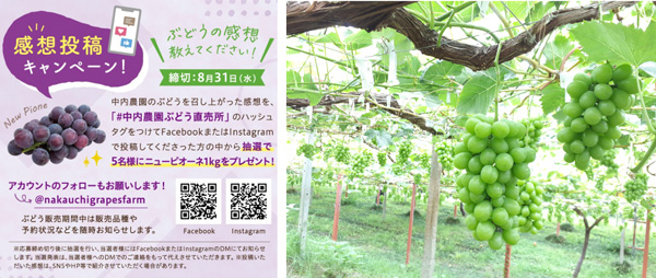 阿波のぶどう農園が「感想投稿キャンペーン」実施中　ニューピオーネをプレゼント