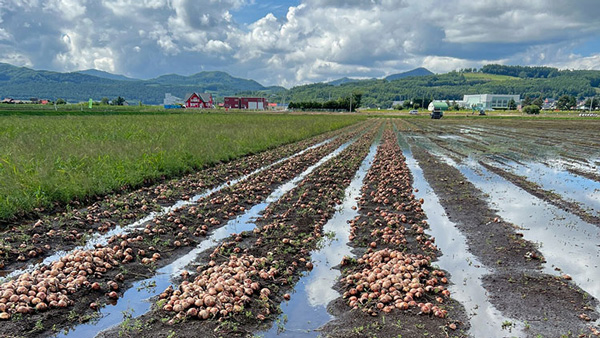 集中豪雨で水没した畑。大量の玉ねぎが被害に