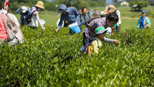 北限の茶処・新潟県村上市「新茶のお茶摘み体験」参加者募集
