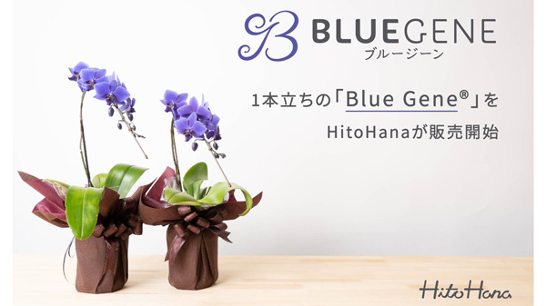 胡蝶蘭専門店「HitoHana」1本立ちの「Blue Gene」を販売開始