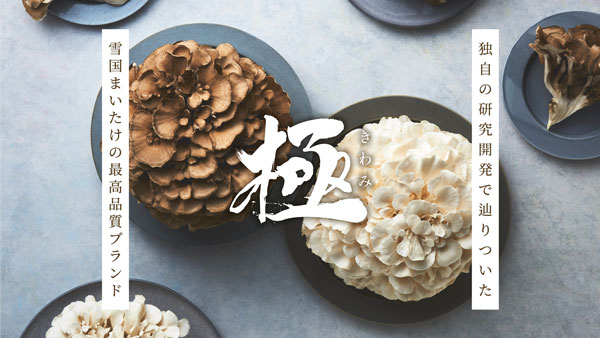 新菌種の白まいたけ「雪国まいたけ極 白」新発売　8月から出荷開始