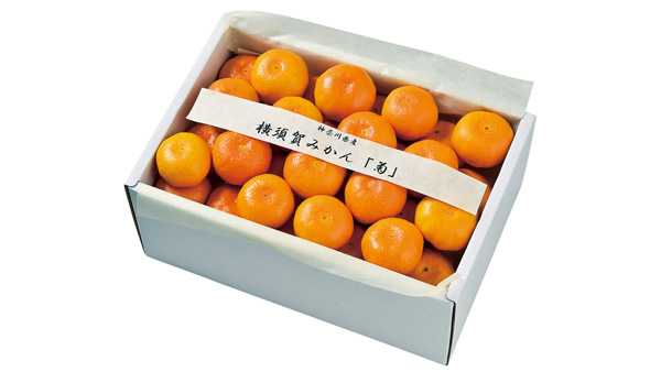 「横須賀みかん（菊）2.5kg」（9180円・税込）