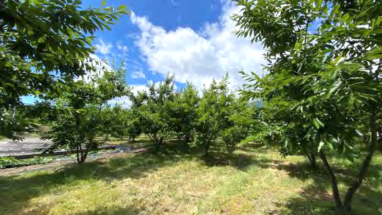 2万坪の自社農場「あまぐり Factory」