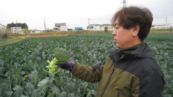 埼玉県本庄市でブロッコリー「菜色美人」を栽培する塩原さん
