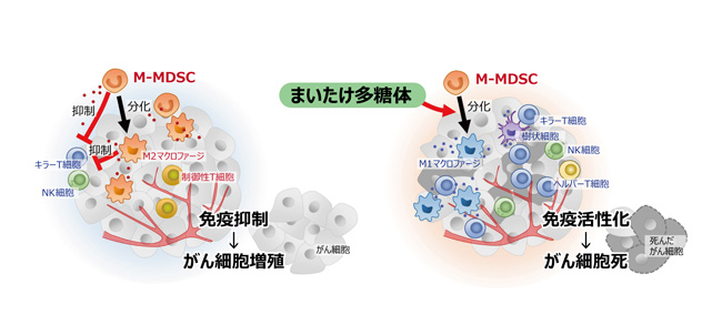 まいたけ多糖類　がんの成長を抑制　神戸薬科大との研究結果を発表　雪国まいたけ