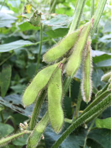 枝豆の固有種で通称「ろくすけ豆」