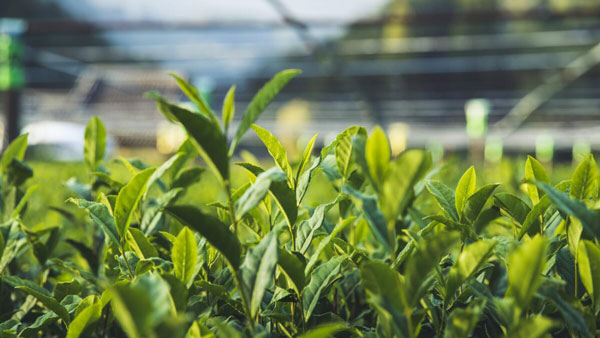 福岡県の名産「八女茶」