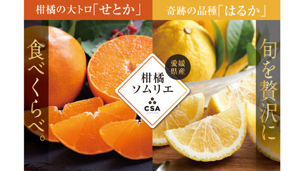 柑橘ソムリエの「せとか・はるか」（愛媛県産）予約販売開始　楽彩