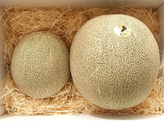 通常サイズ（4L）のメロン（左）と「電解水素水で育てた草津メロン」平均サイズ（6L）