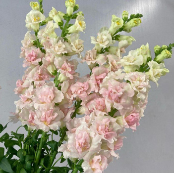 新商品奨励賞のキンギョソウ「サクラホイップ」